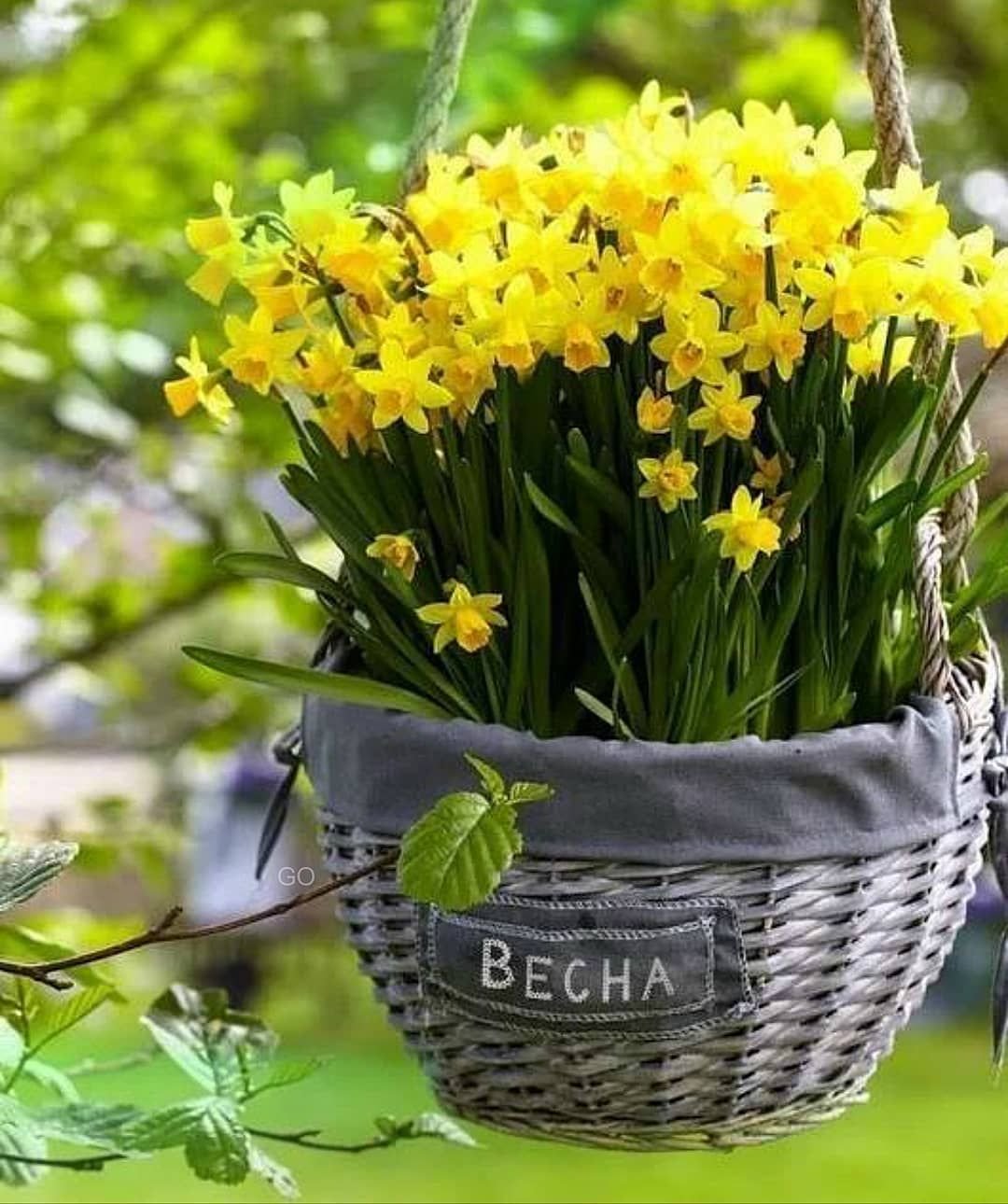 Тюльпаны нарциссы гиацинты