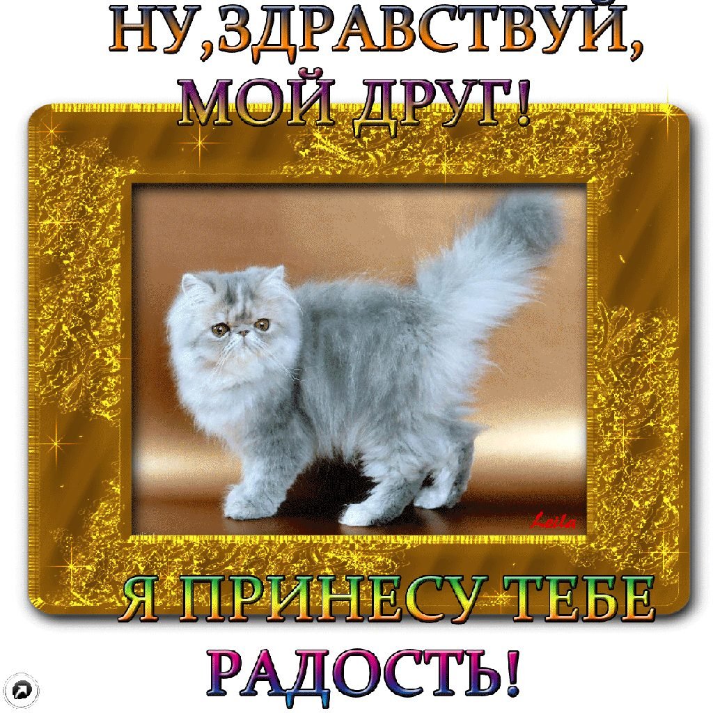 Здравствуй радость моя