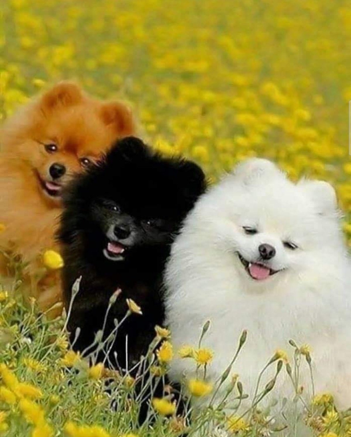 Померанский шпиц