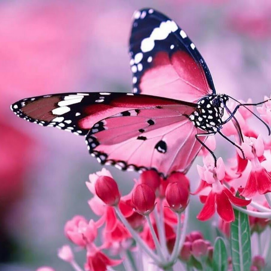 Бабочки розового цвета