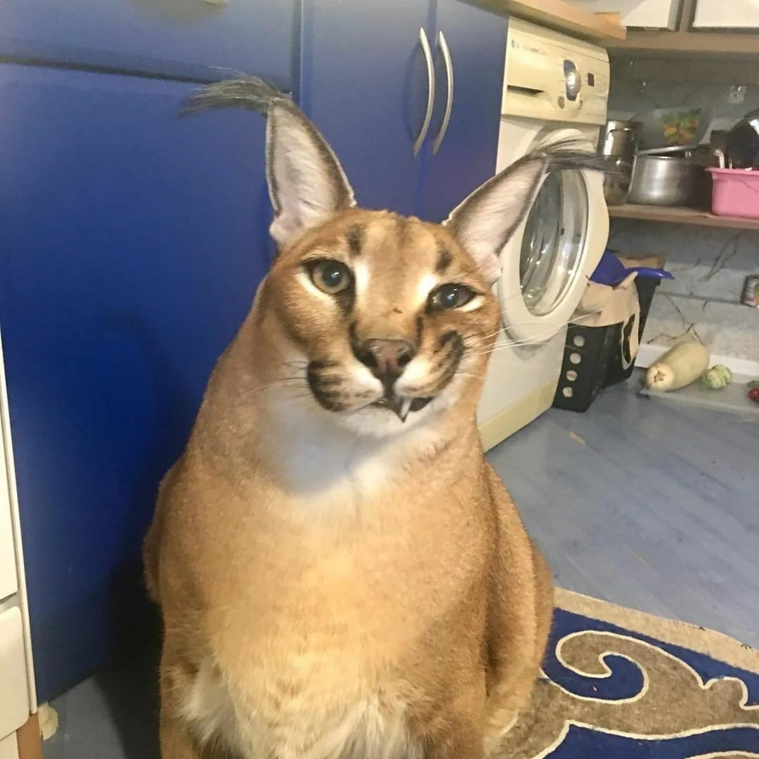 Каракал шлёпа