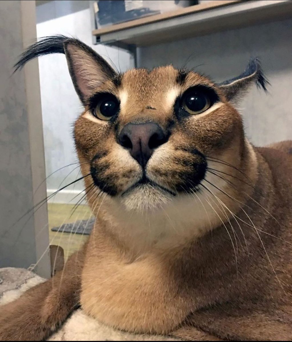 Каракал floppy