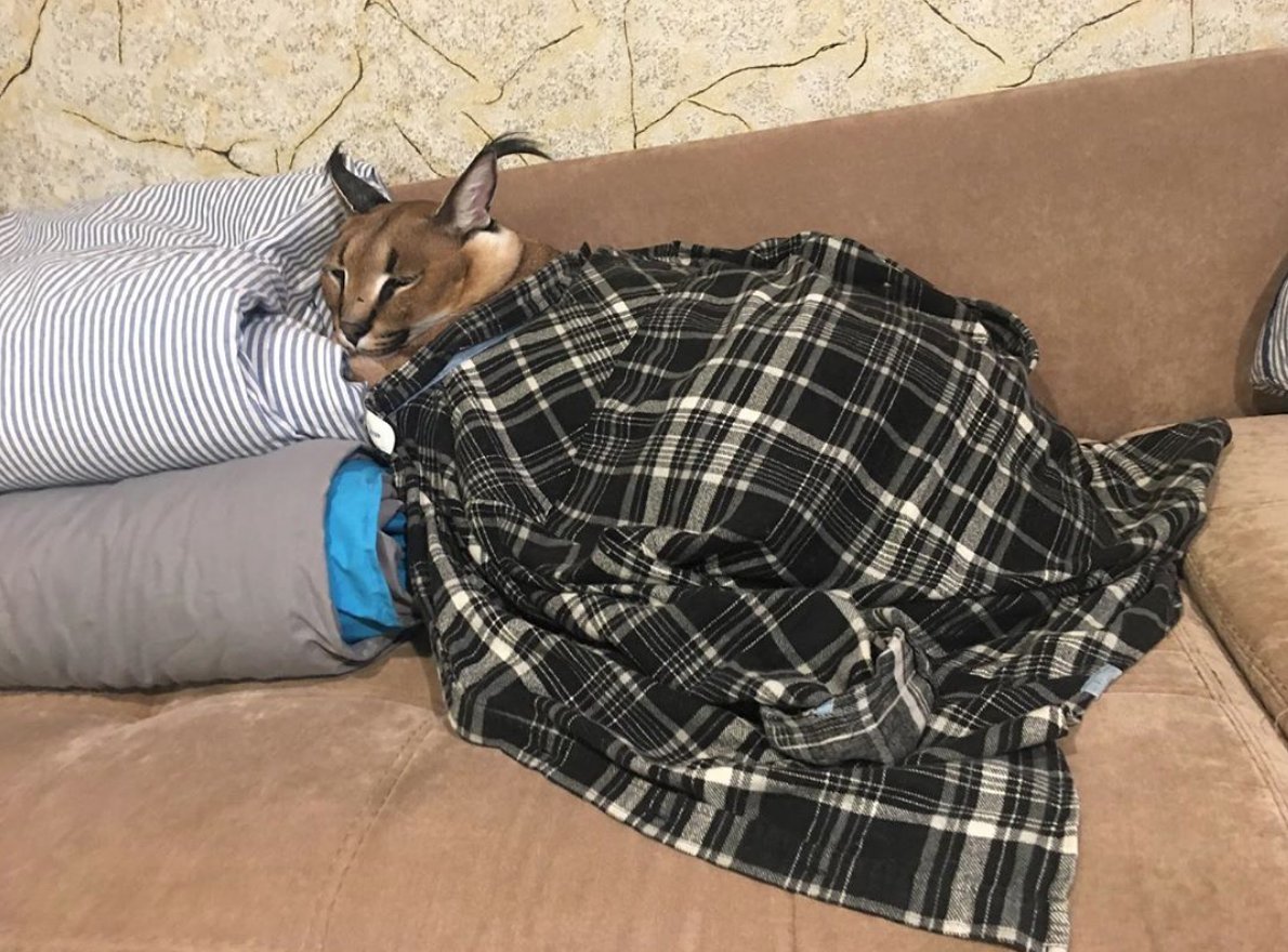 Каракал шлёпа спит