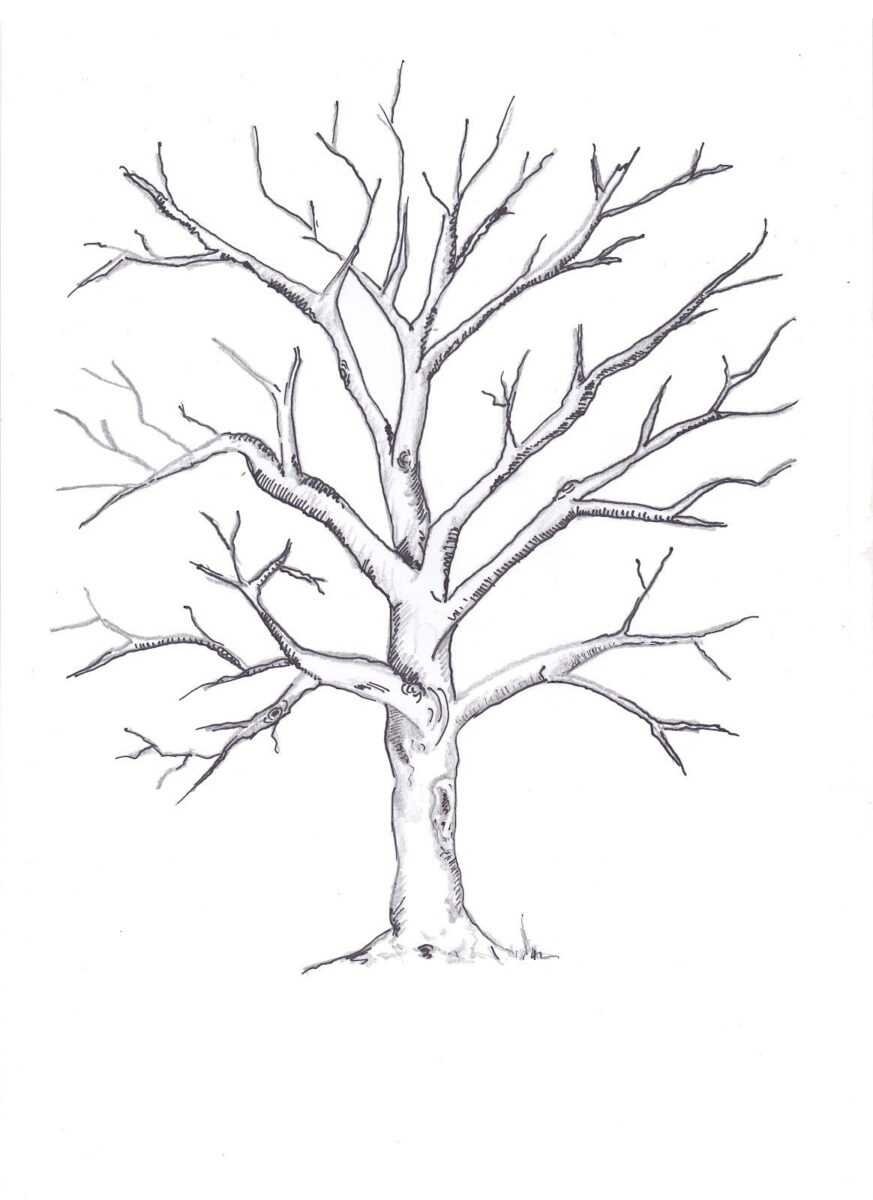 Береза на белом фоне