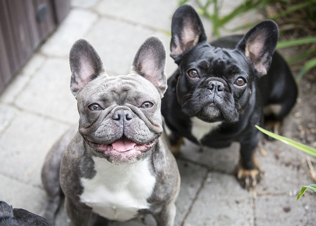 Французский бульдог Чивас