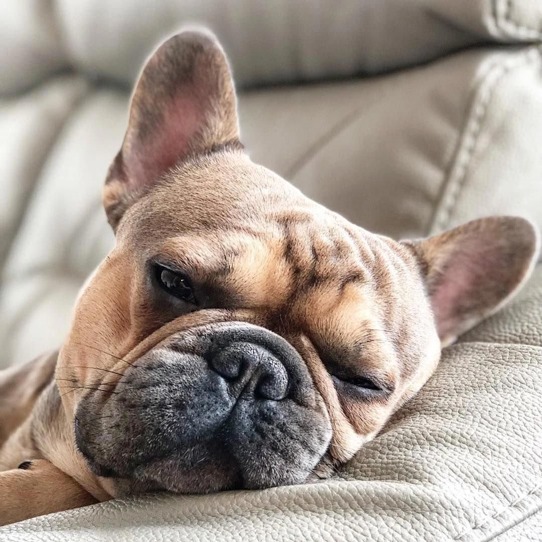 Бульдожка спит