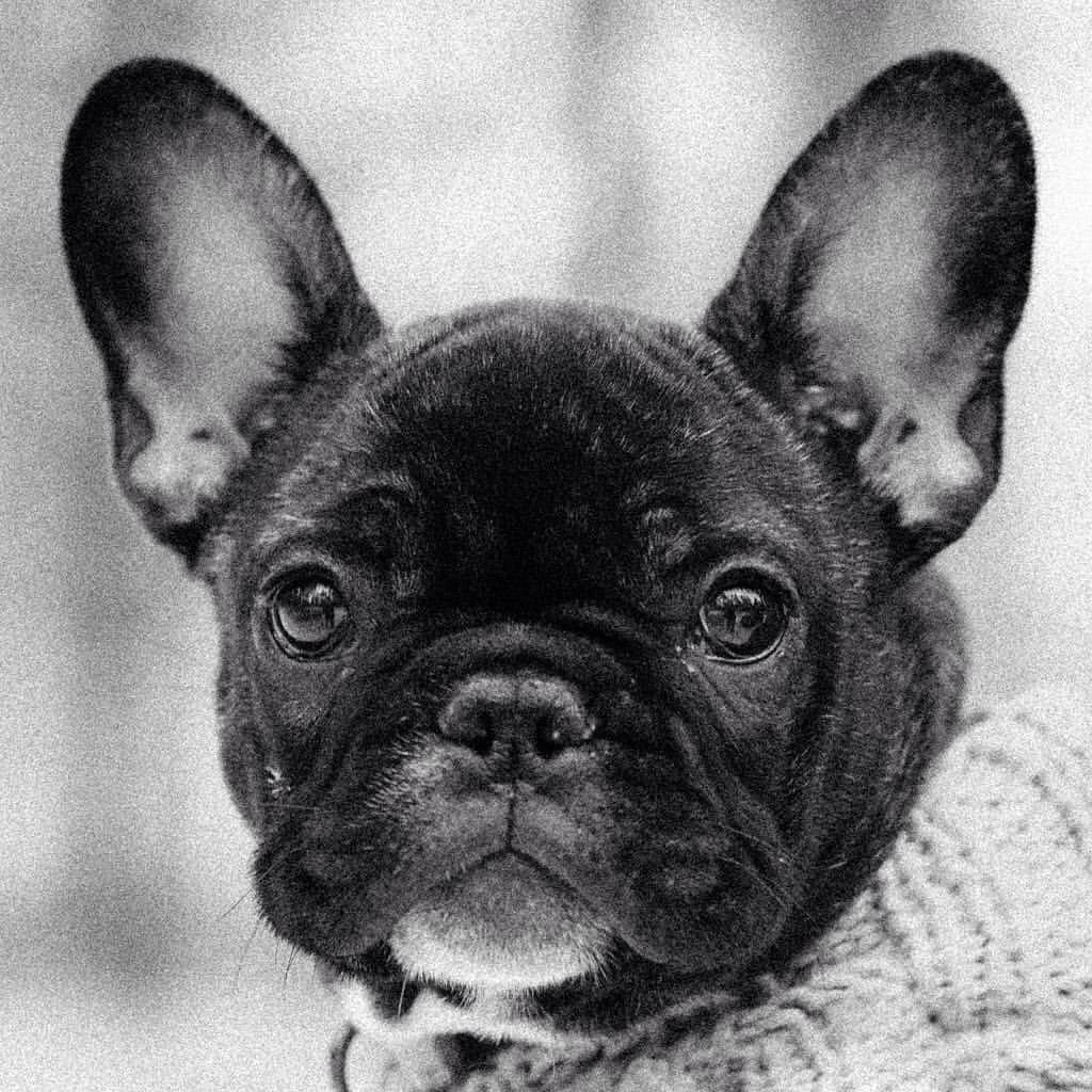Французский бульдог 1870