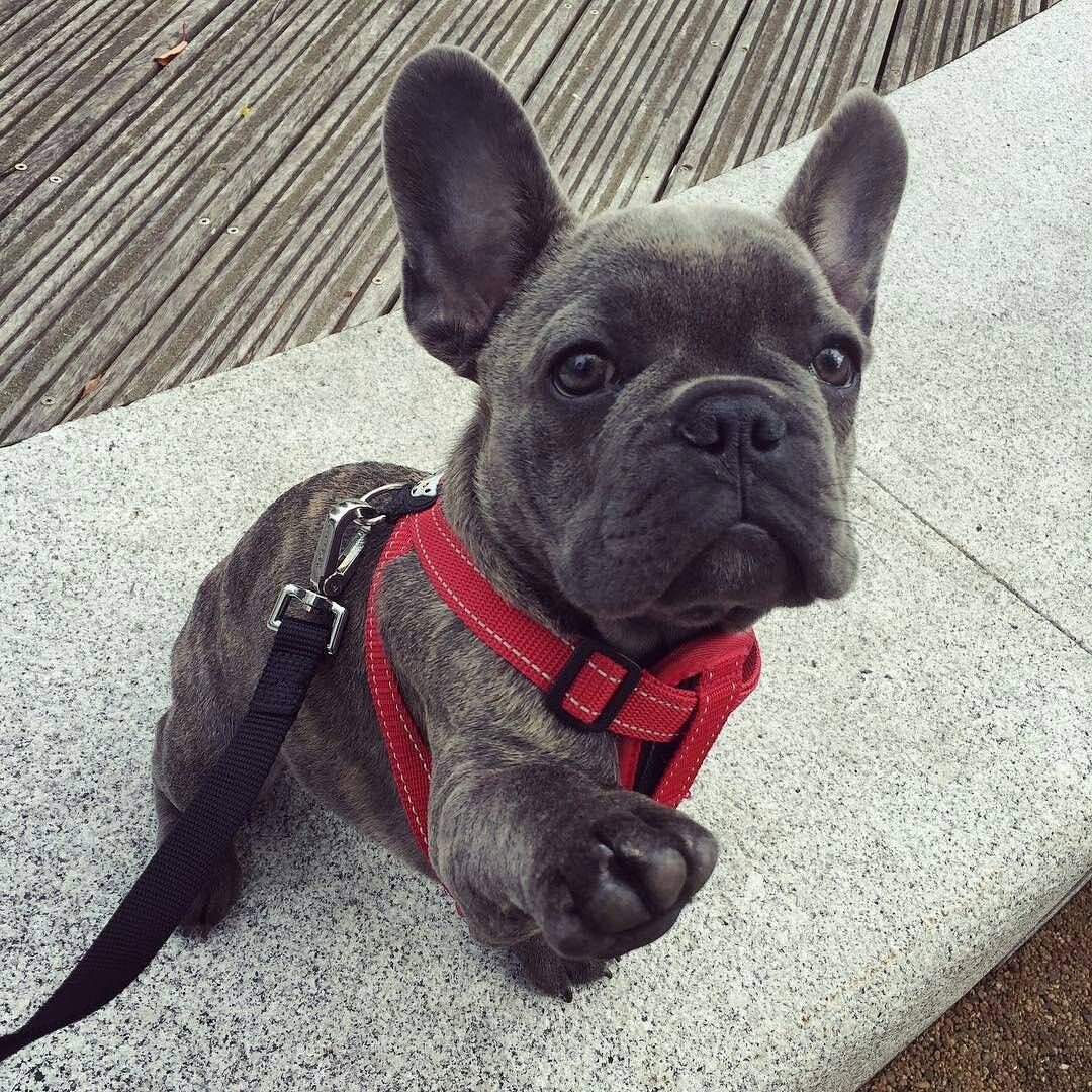Французский бульдог Мерлин