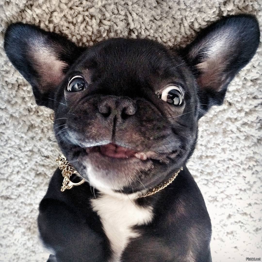 Французский бульдог Беби фейс