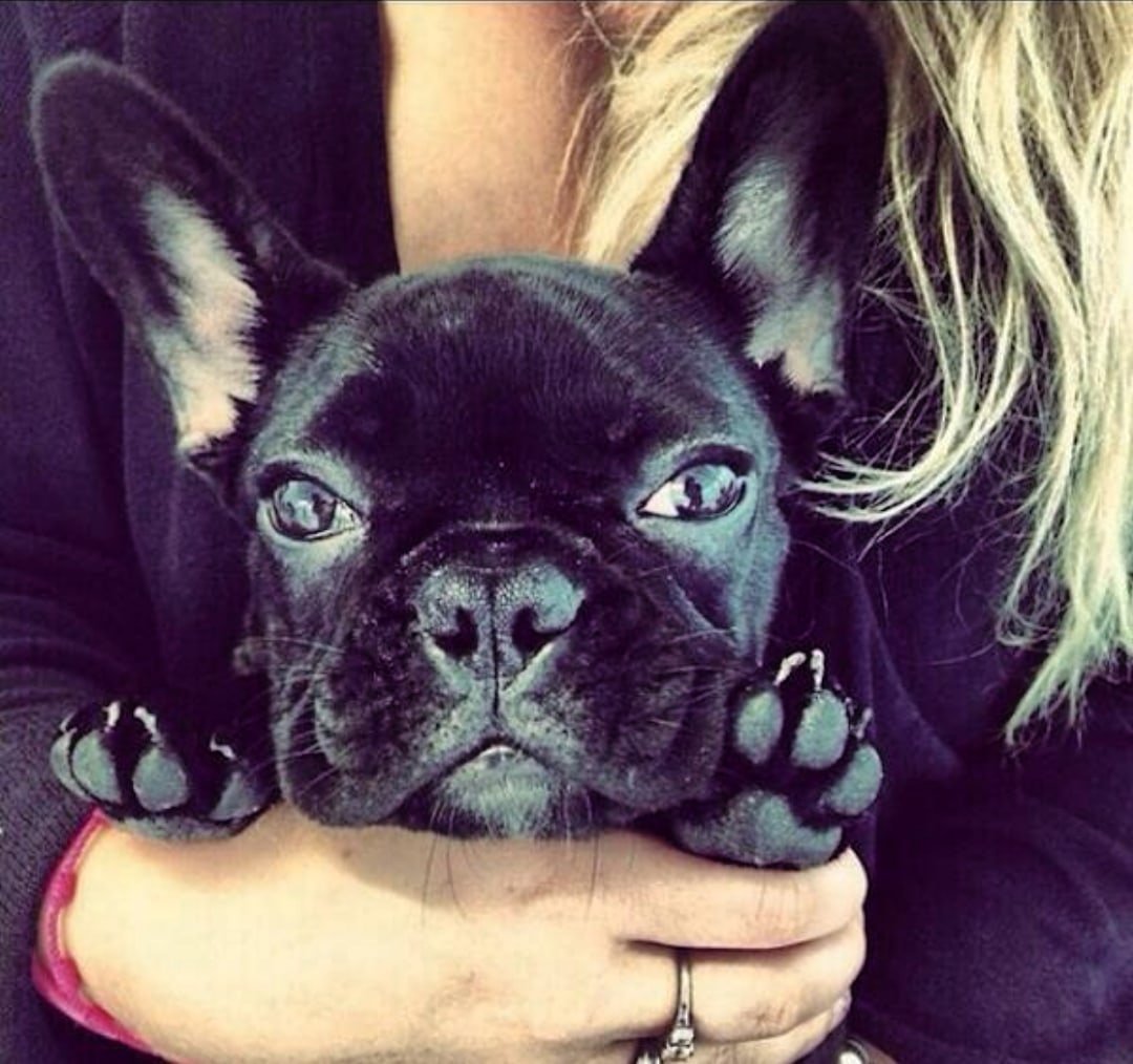 Французский бульдог