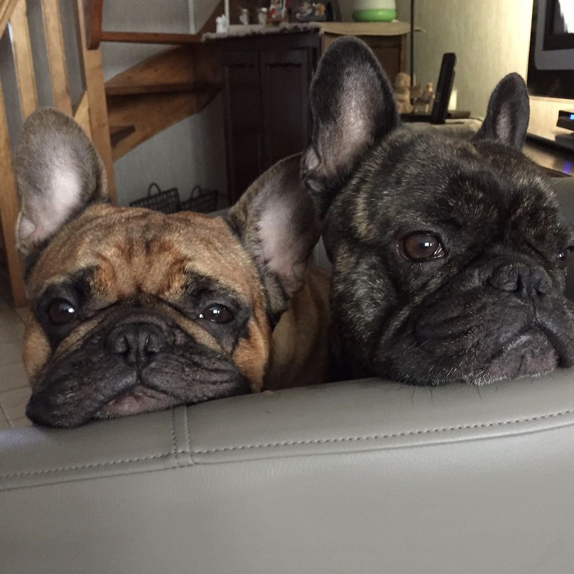 2 Французских бульдога