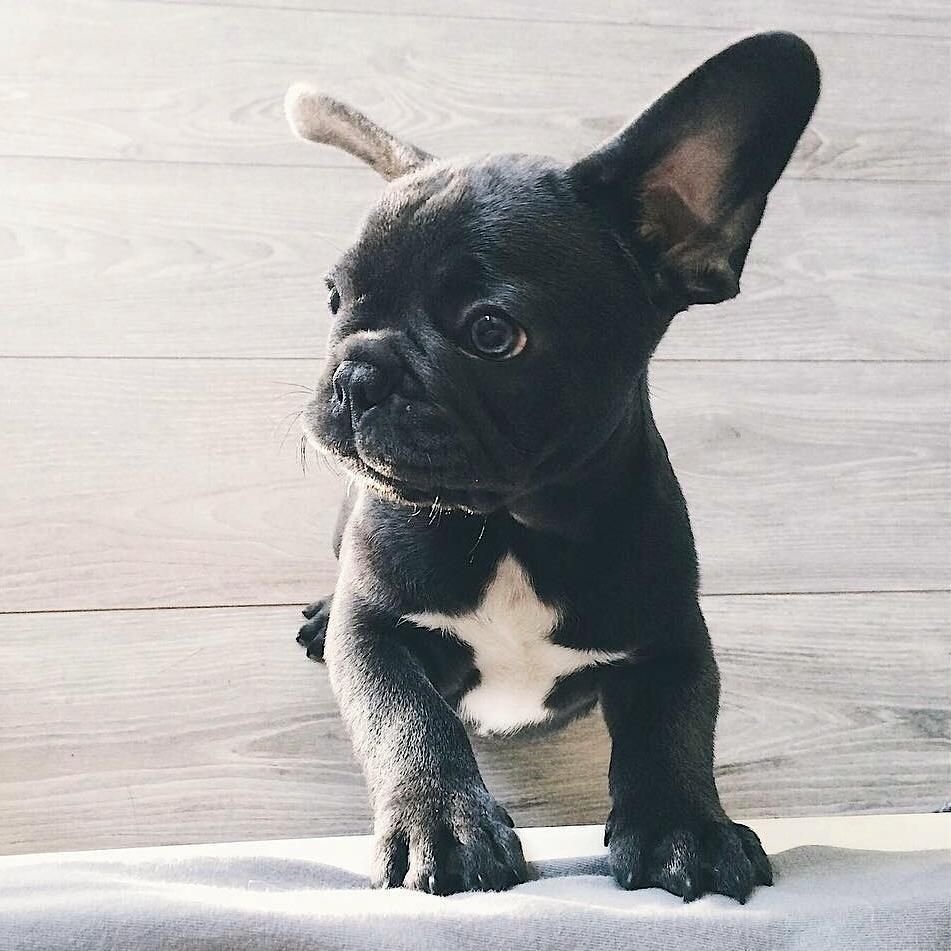 Карликовый бульдог