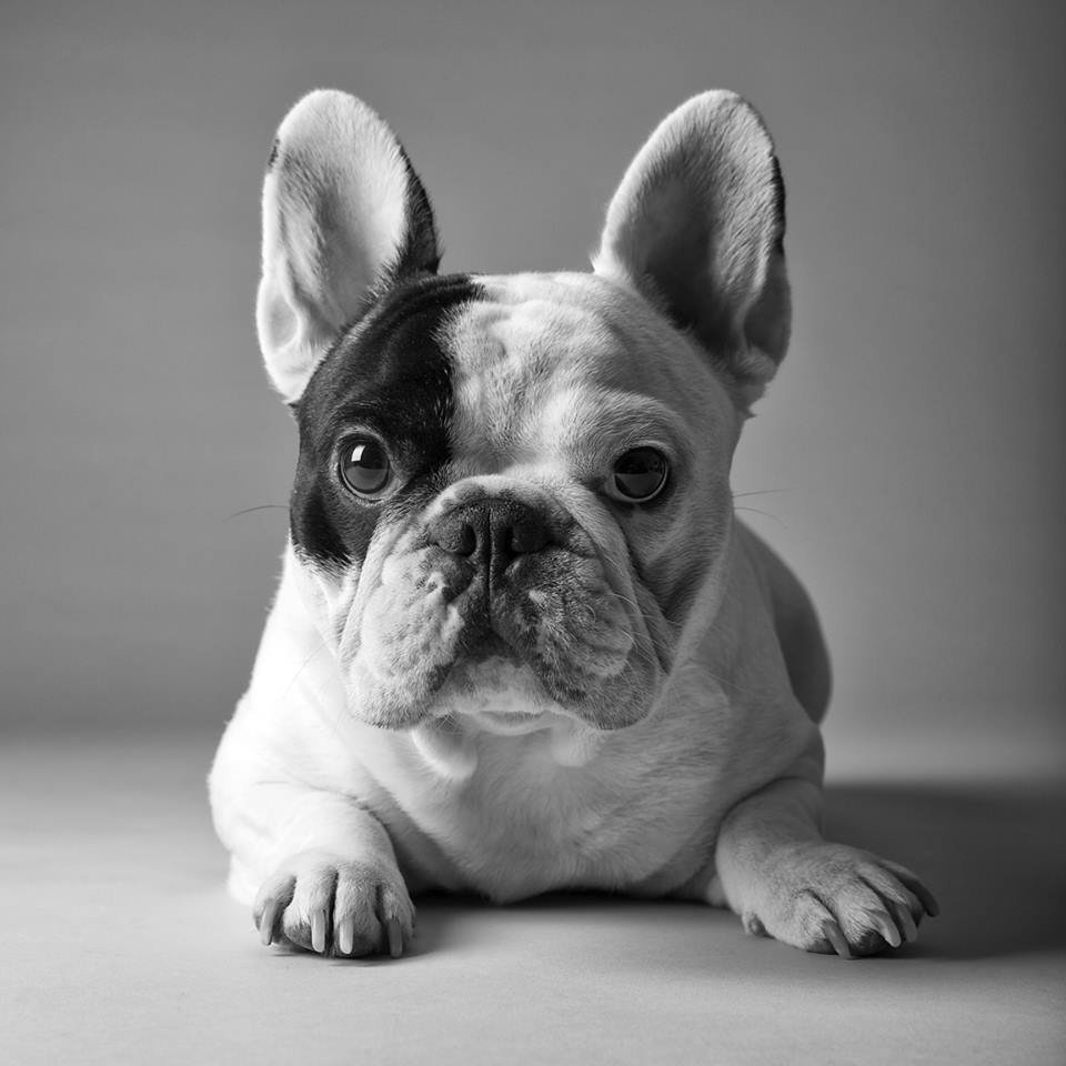 Баффи французский бульдог