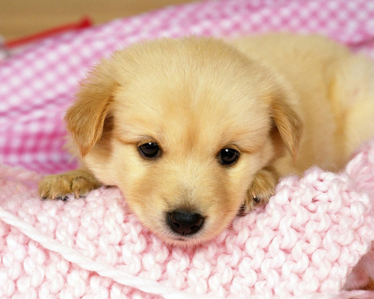 Милый щенок