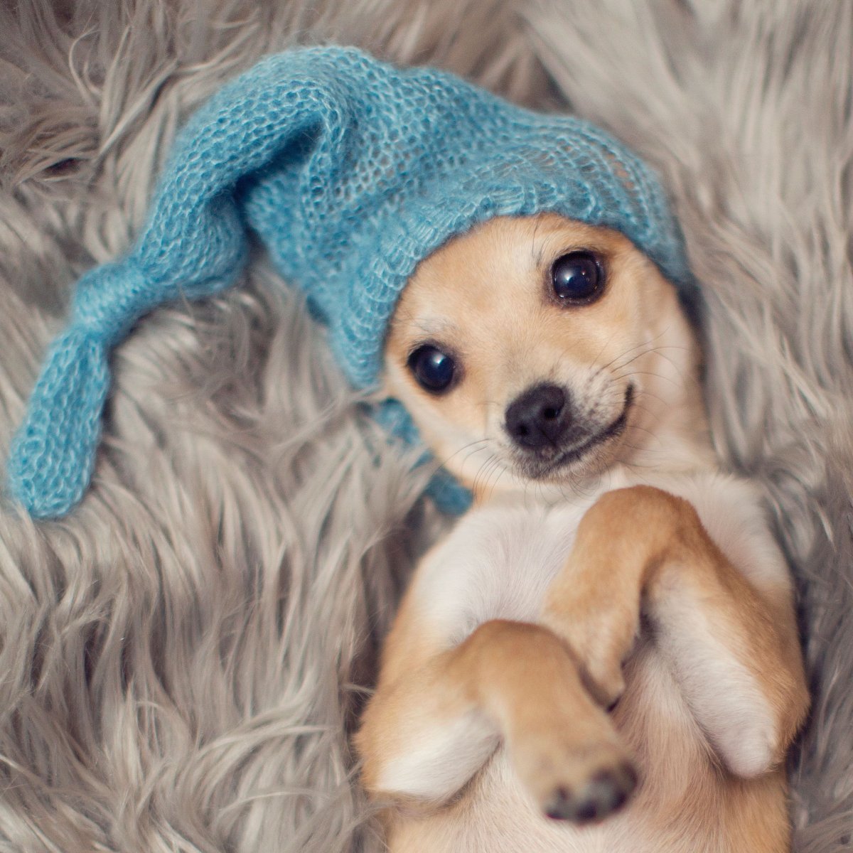 Милые песики