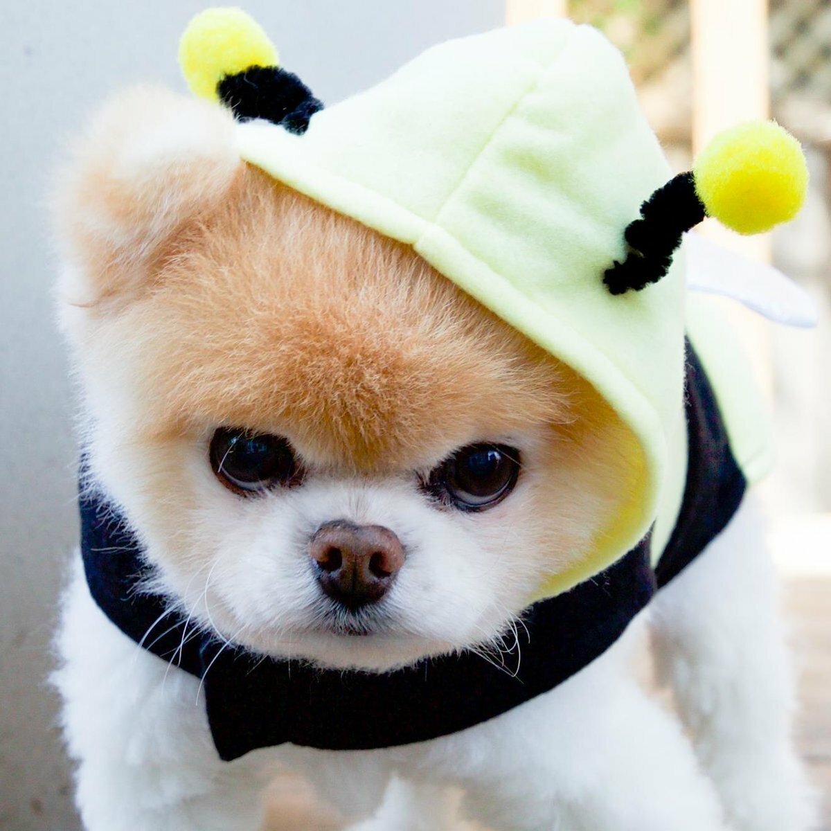 Картинки собачек