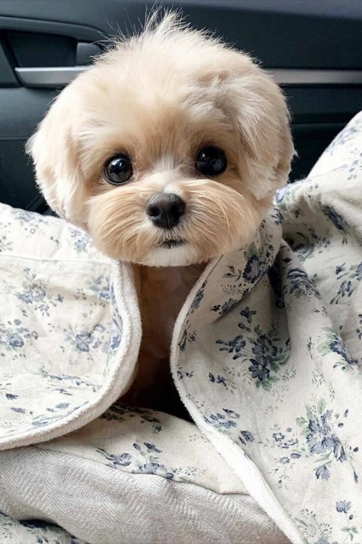 Красивые собачки