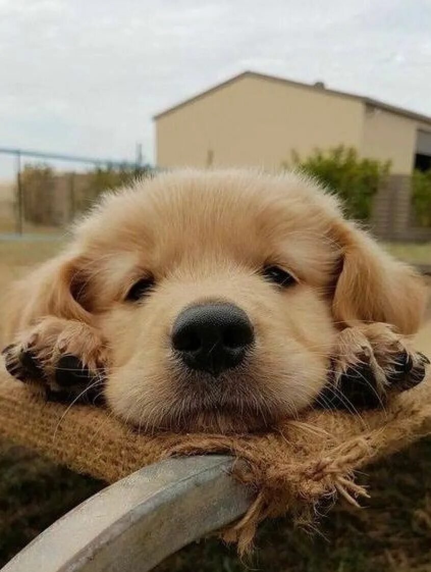 Милая собака