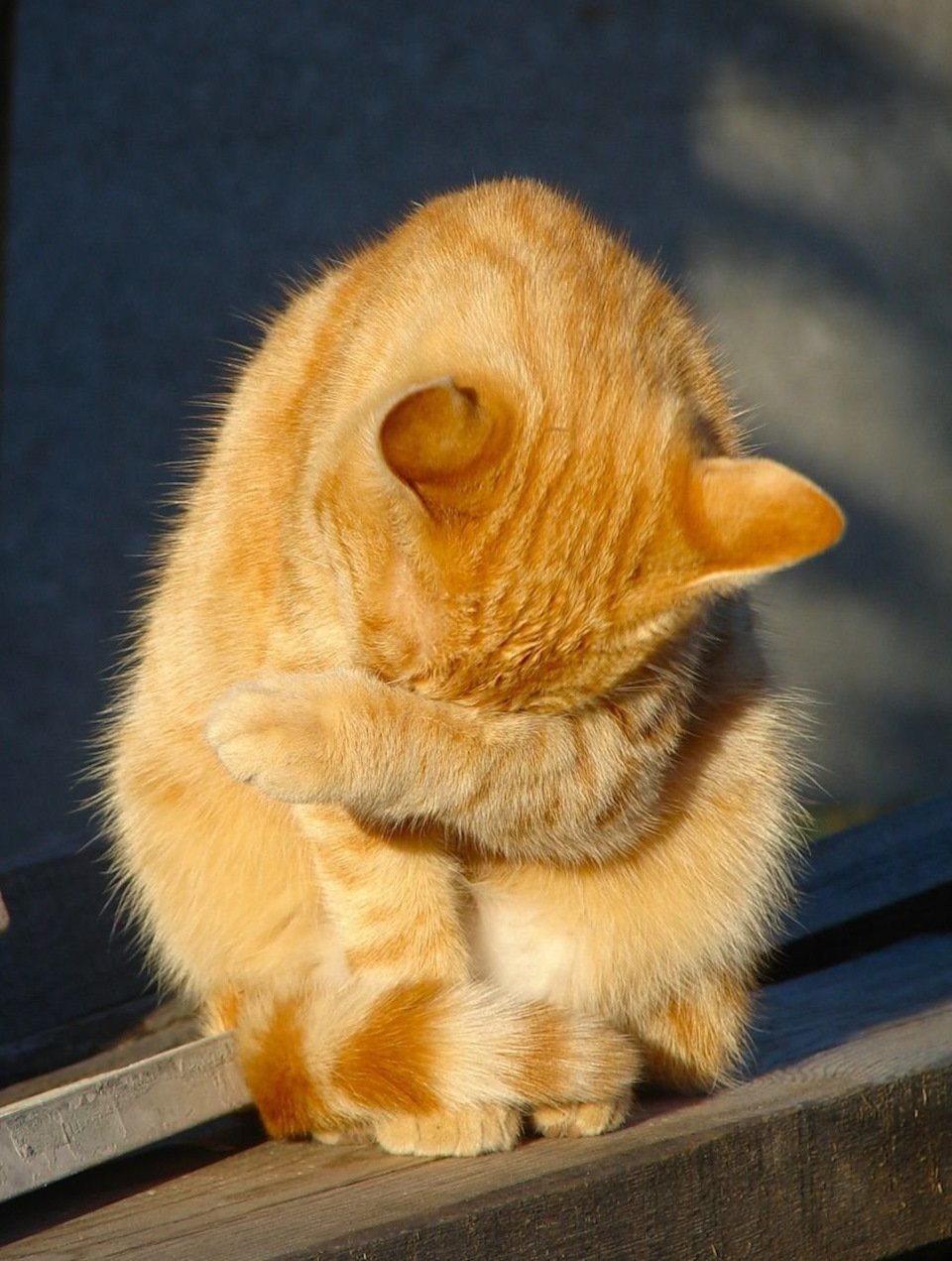 Стеснительный котик