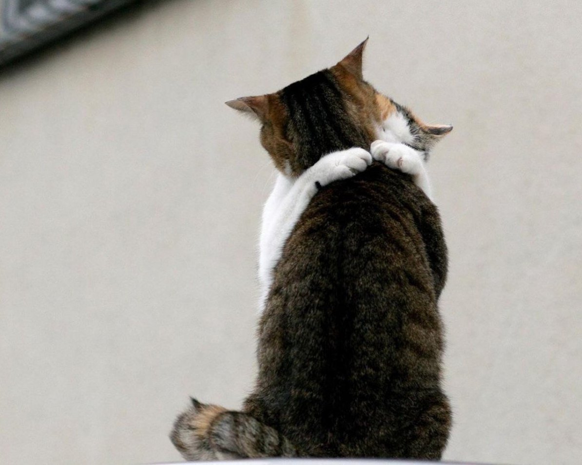 Прости меня любимый