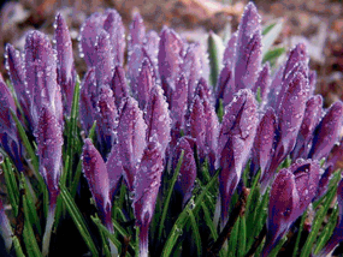 Первые весенние цветы