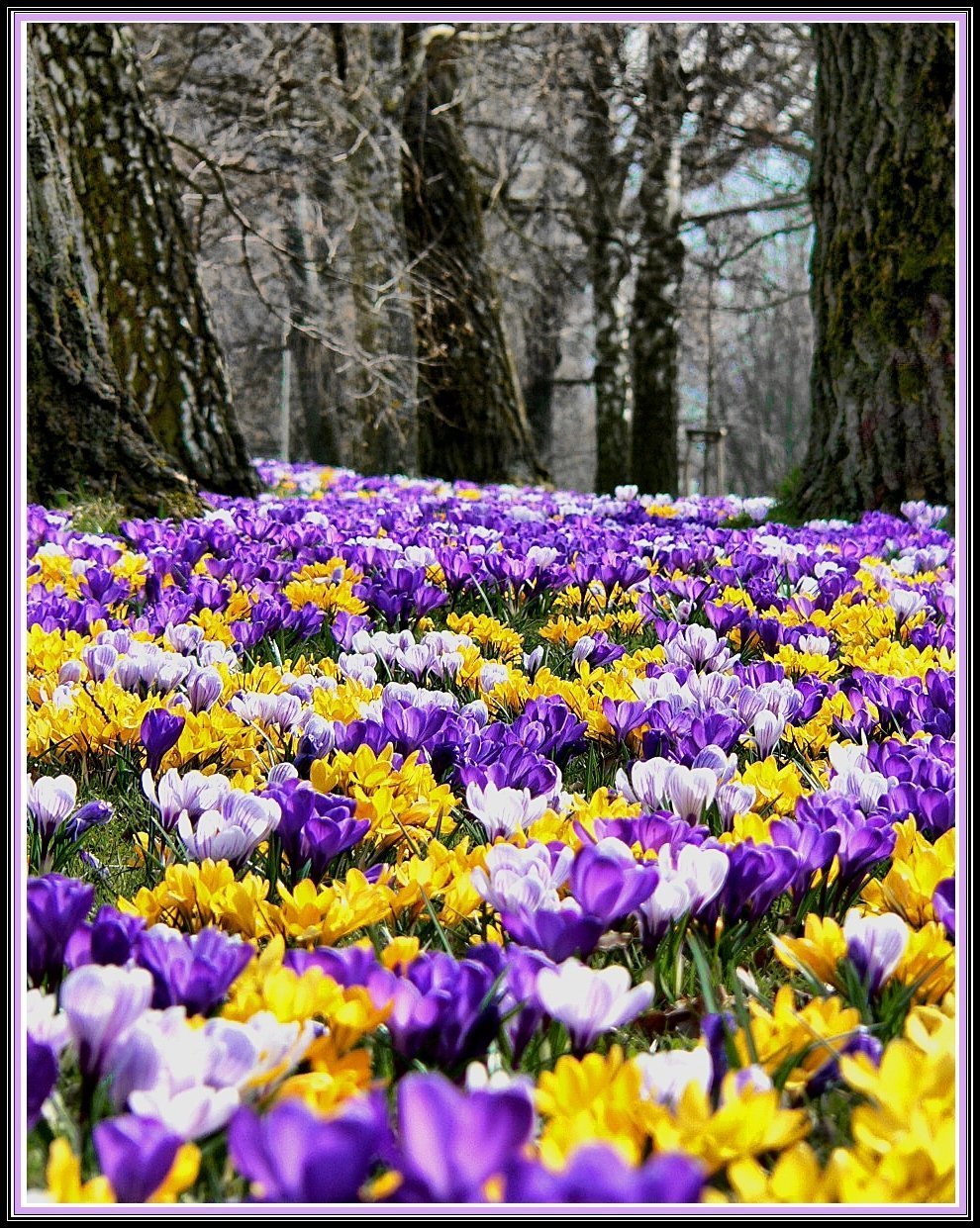 Красота весны