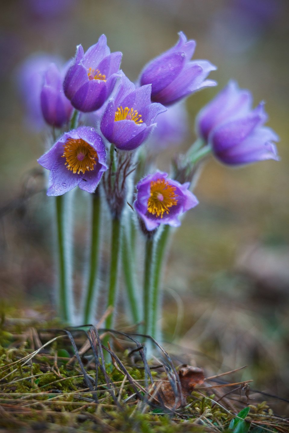 Первоцветы (подснежники, крокусы, гиацинты).