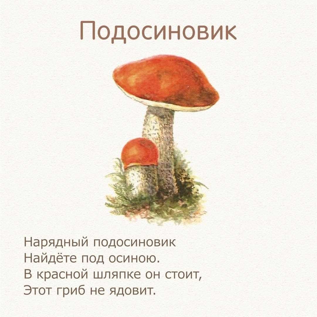 Подберезовик гриб