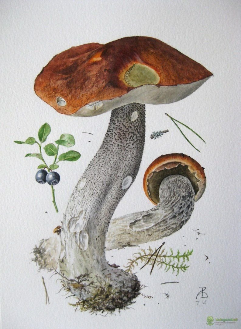 Подберезовик гриб для детей