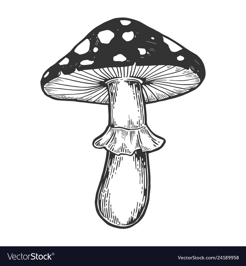 Подберезовик гриб