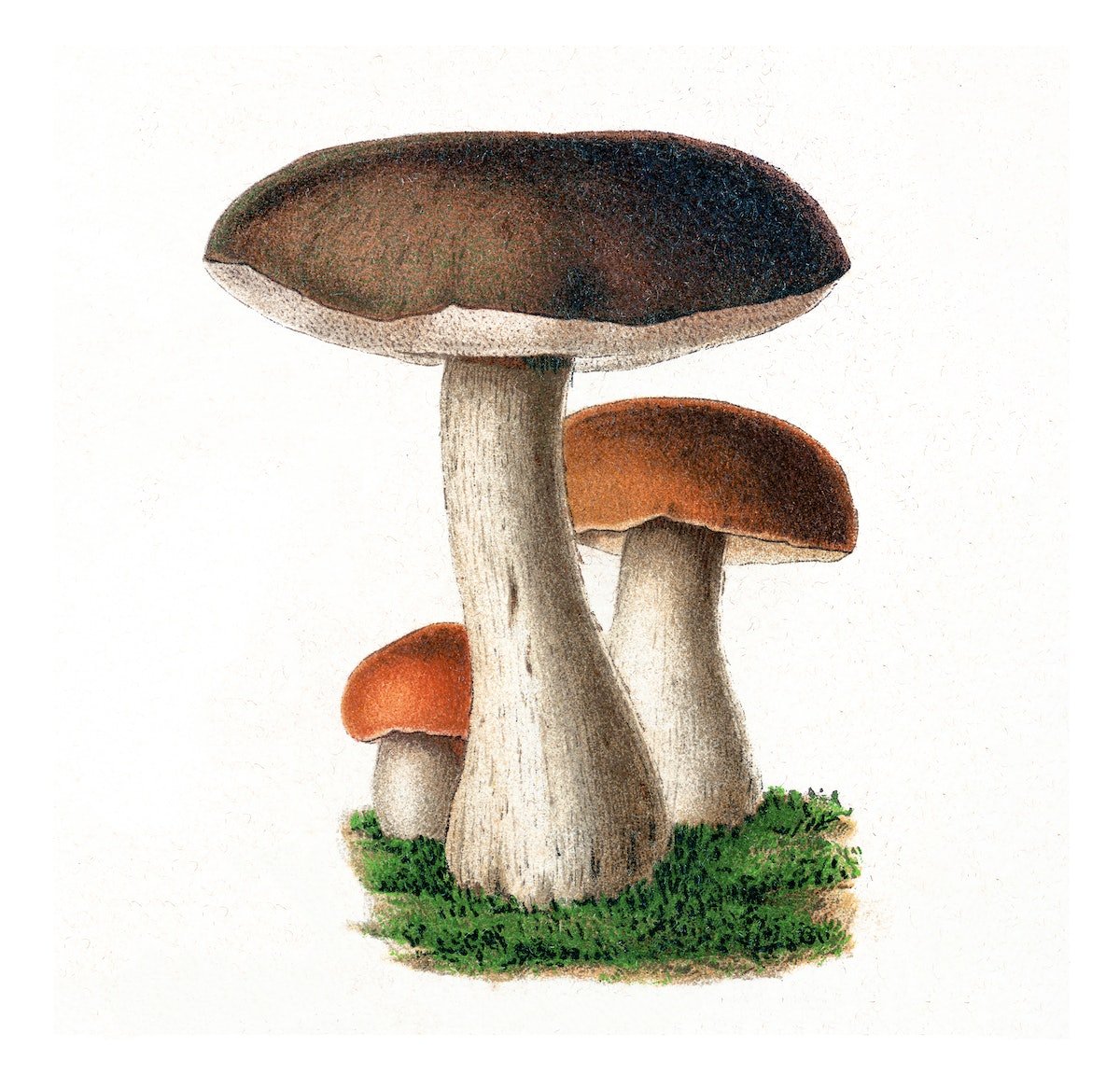 Гриб подберезовик мультяшный