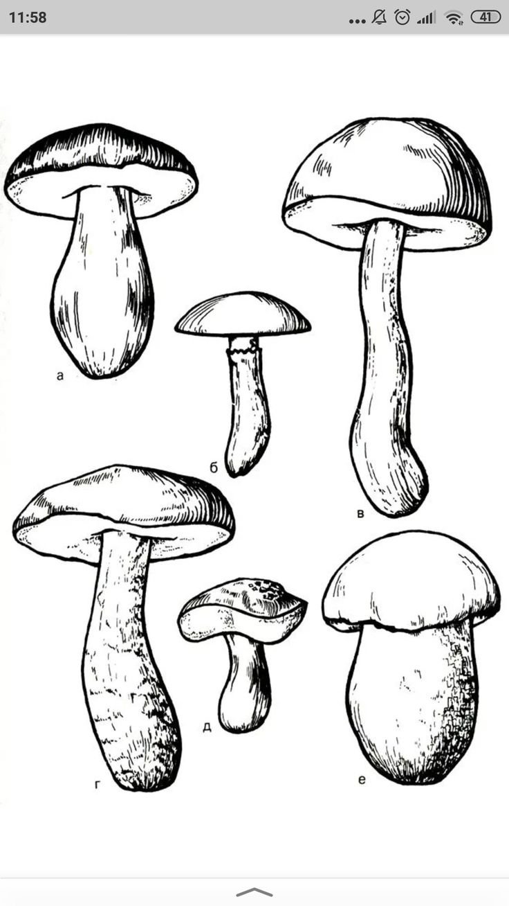 Подберезовик гриб для детей