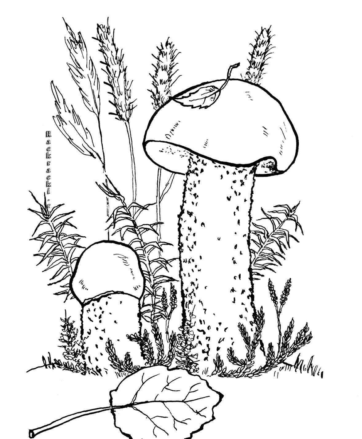 Подберезовик гриб