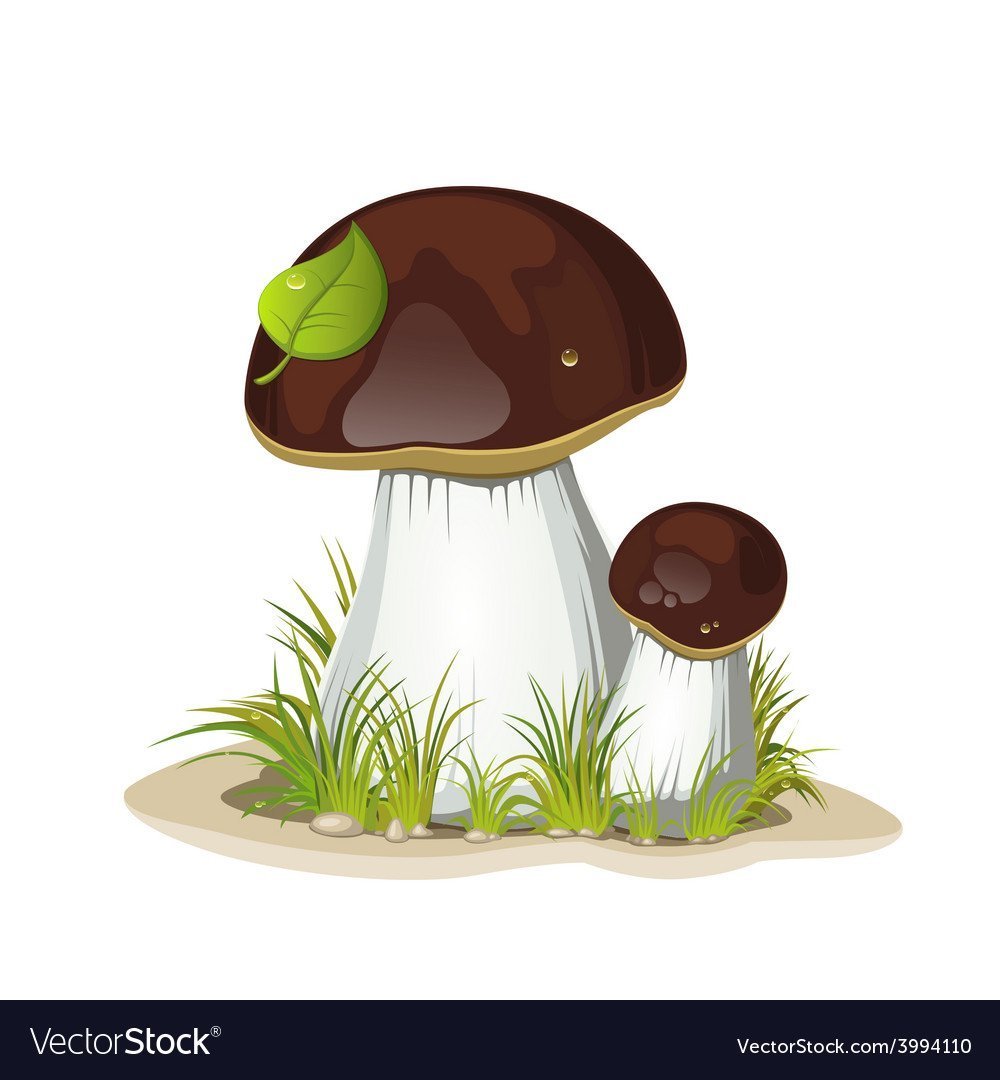 Гриб подберезовик на белом фоне