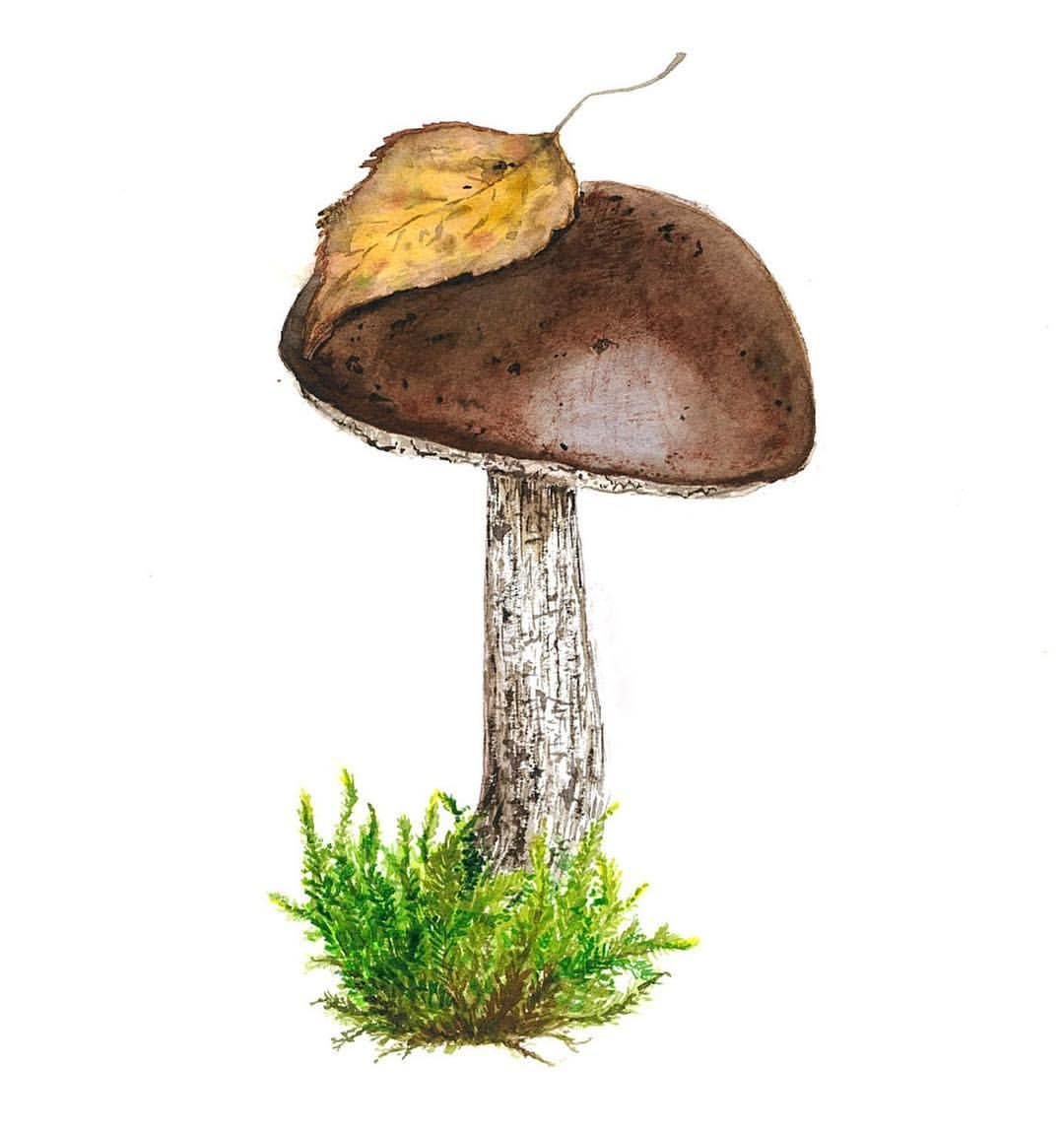 Грибы акварель вектор