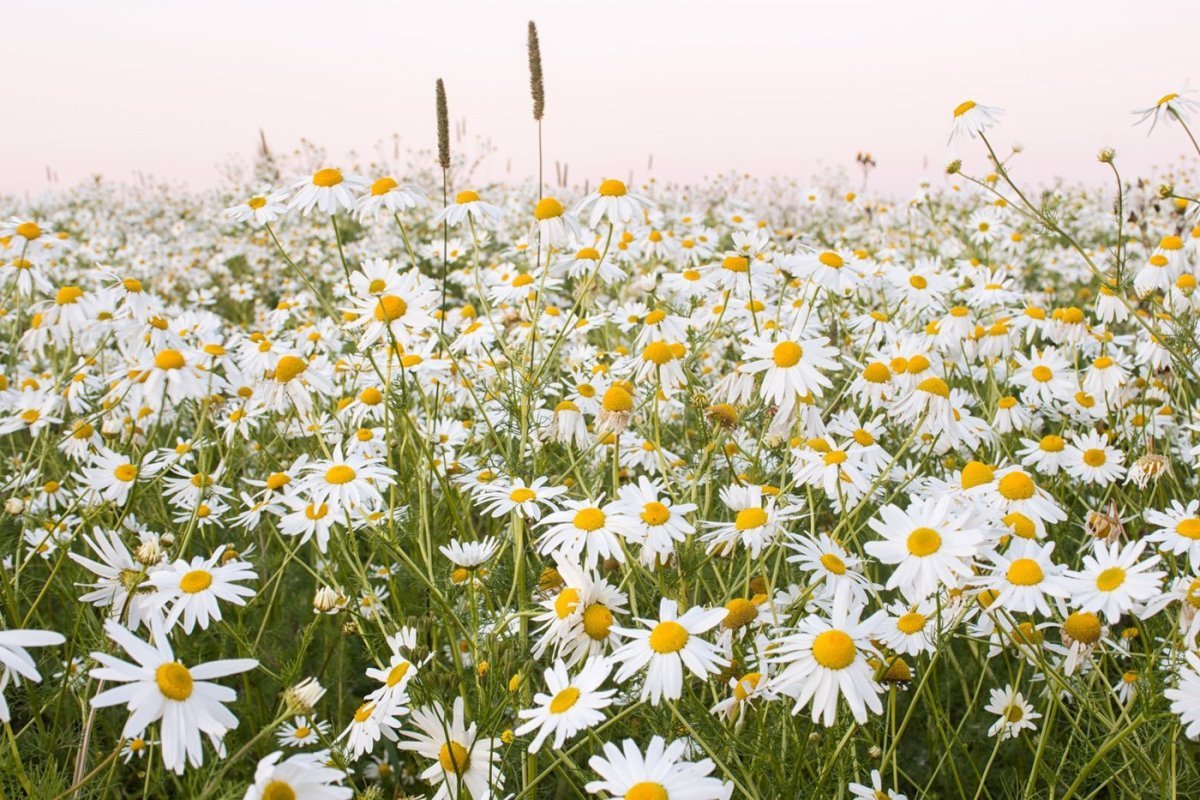 Поле ромашек