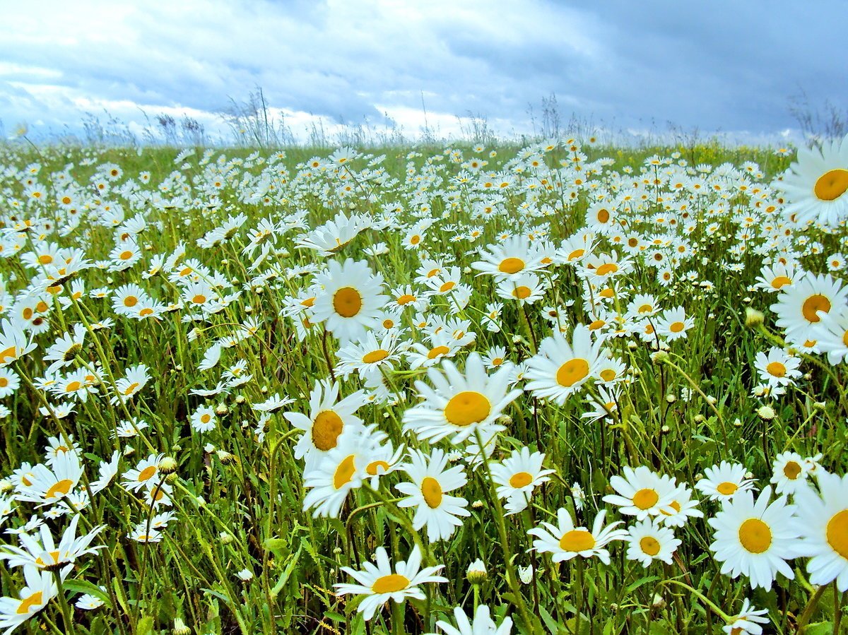 Ромашковая Поляна Абинский район