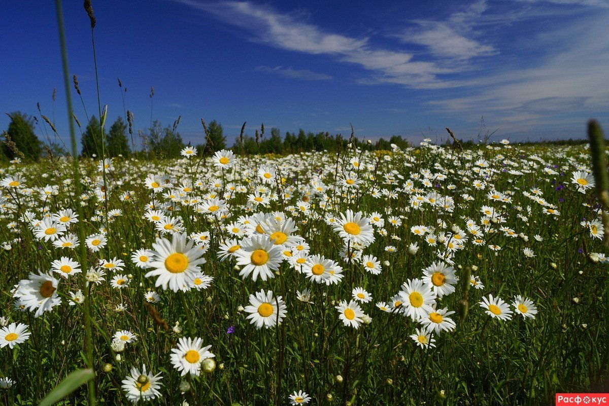 Ромашковая Поляна Абинский район