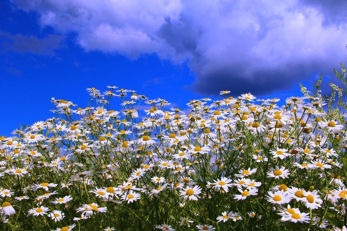 Поляна ромашек