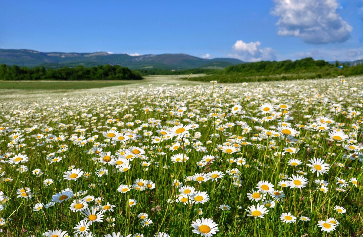 Ромашковое поле