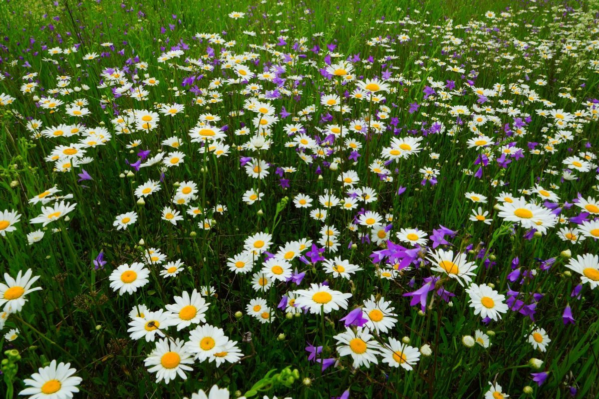 Красивое поле ромашек