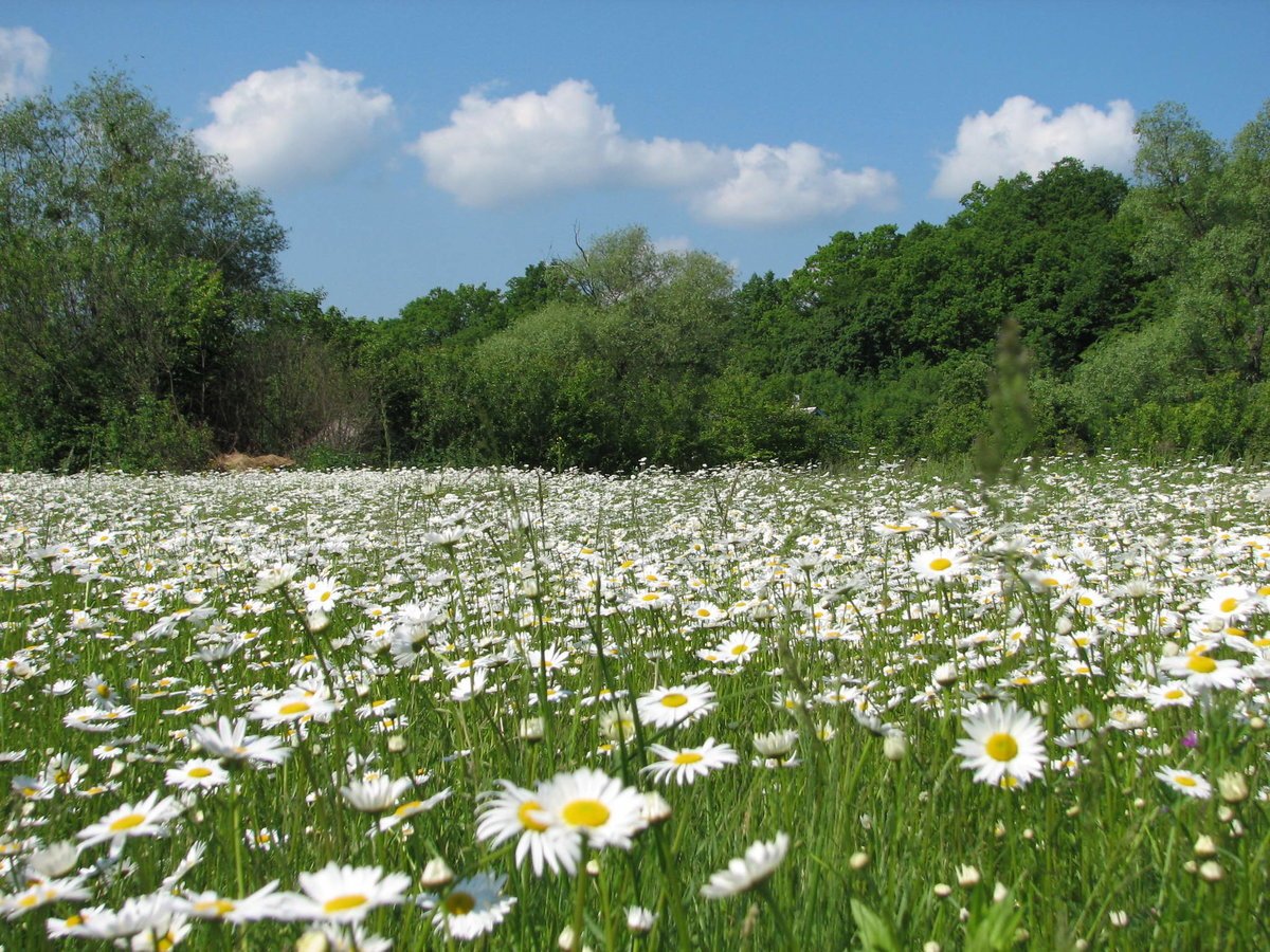 Красивая Поляна с ромашками
