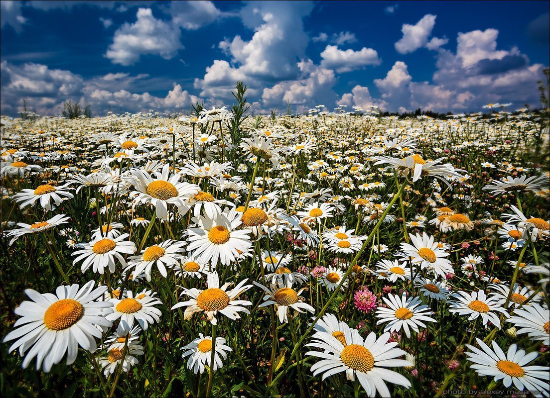 Ромашковая Поляна Абинский район