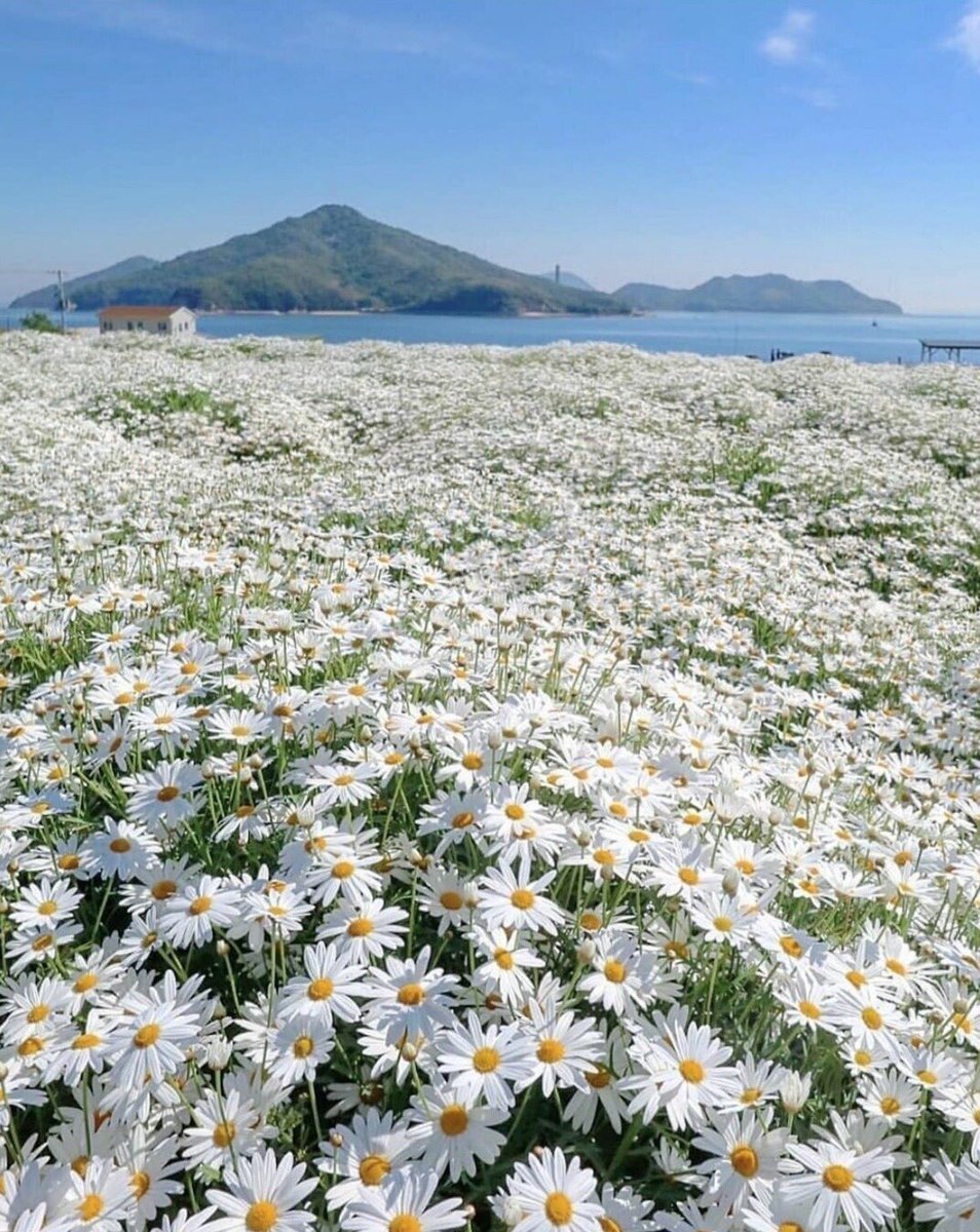 Цветы ромашки поле