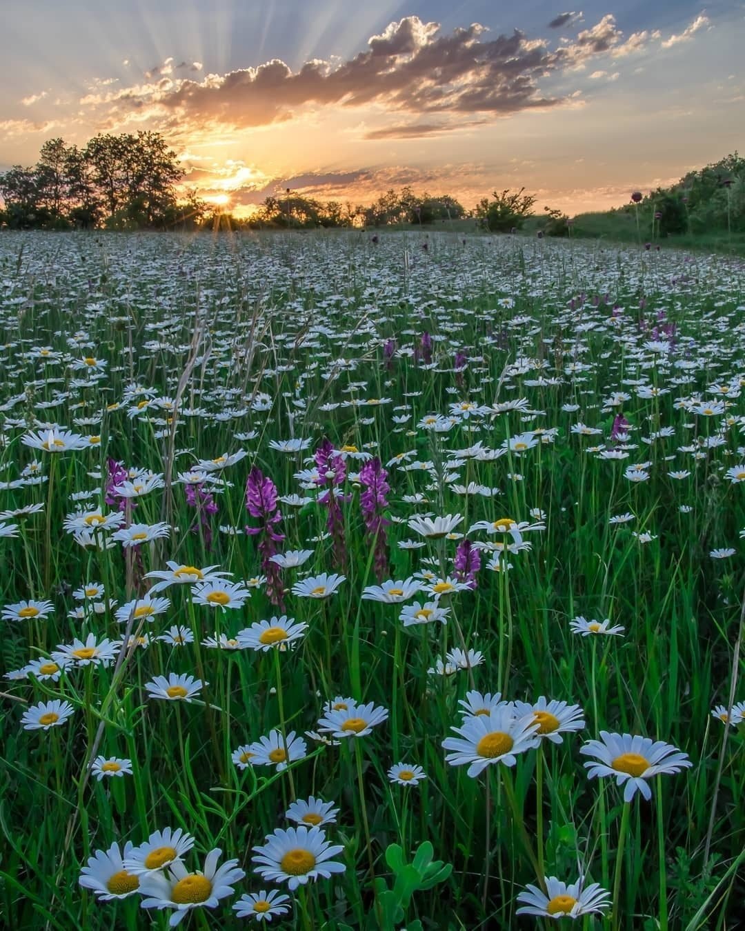 Красивое поле ромашек