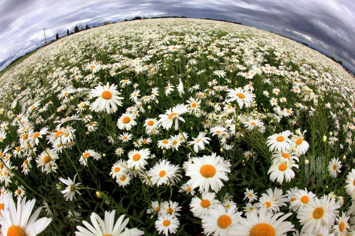 Красивые ромашки