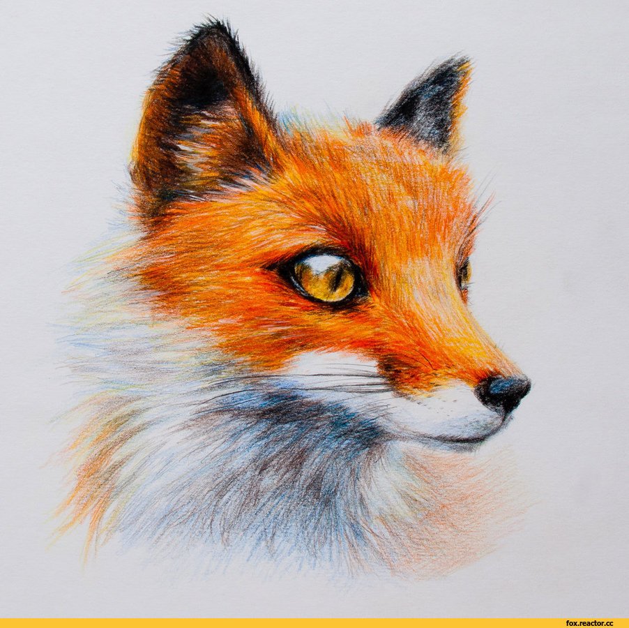 Лиса цветными карандашами