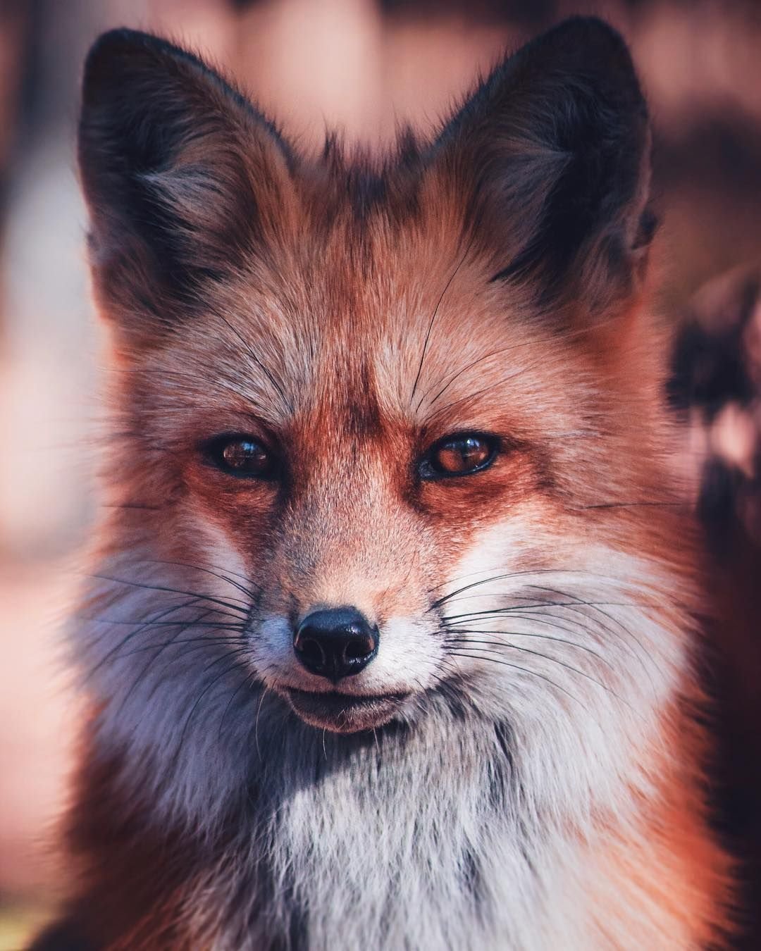 Эстетика Лис