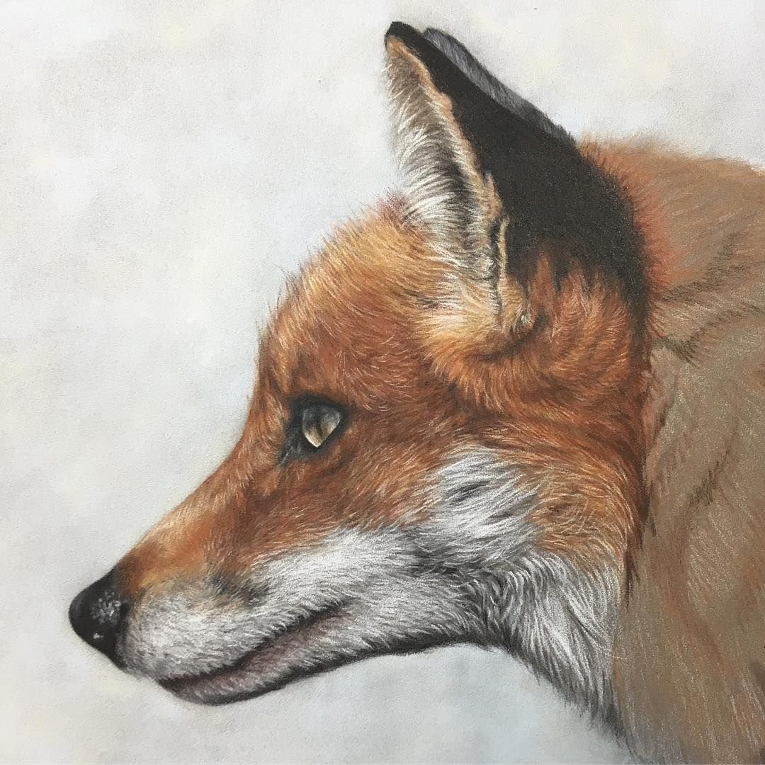 Лиса в профиль