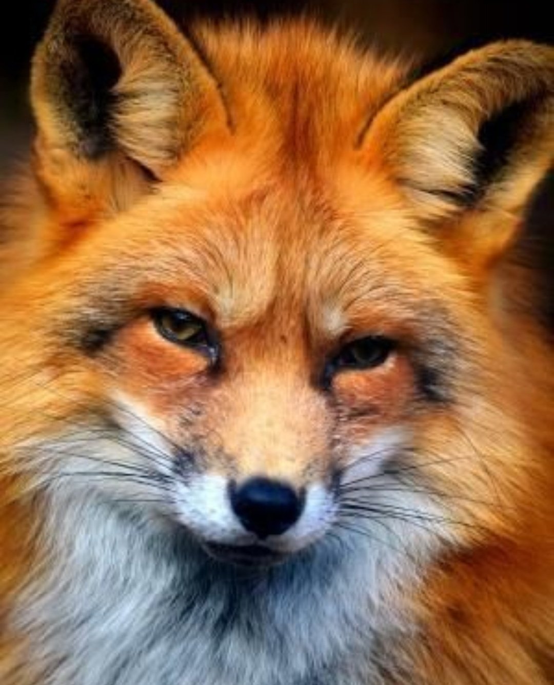 Лисица красивая